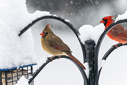 Photos Cardinal